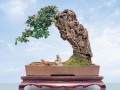 附石盆景让我深深的感觉到了树木的坚韧与生机