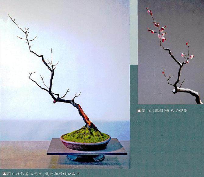 图解 梅花盆景怎么制作成文人树的方法