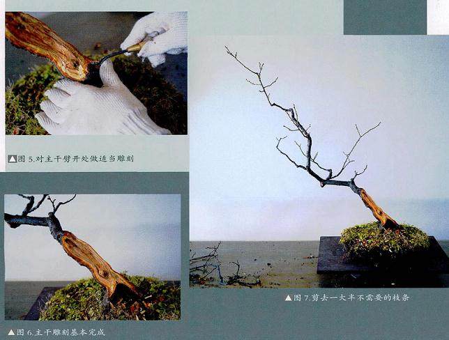 图解 梅花盆景怎么制作成文人树的方法