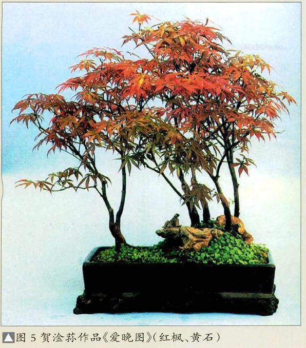 树石盆景是树木和山石巧妙融合的构成形式