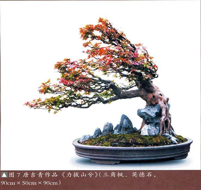 树石盆景是树木和山石巧妙融合的构成形式