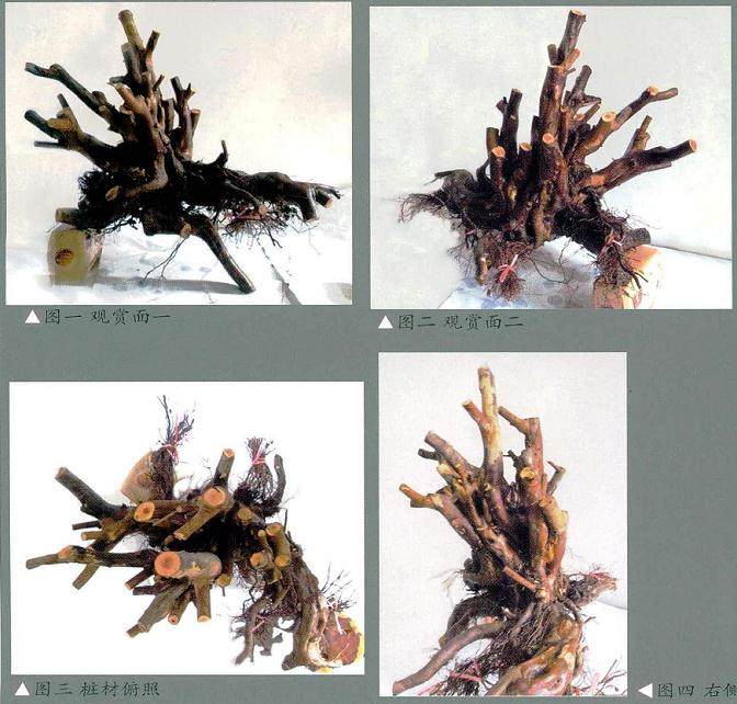 曾宪烨:古榕型树盆景的设计过程