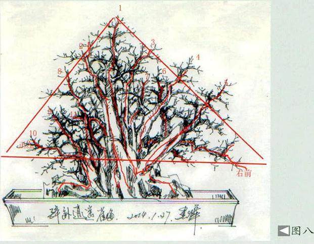 图解 古榕型树盆景怎么设计的过程