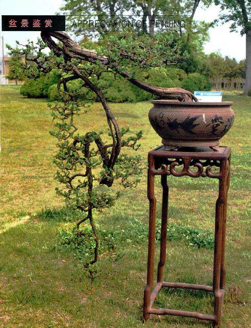 枣庄盆景爱好者鉴赏悬崖刺柏的心得