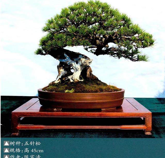 回忆2015年慈溪市精品盆景展