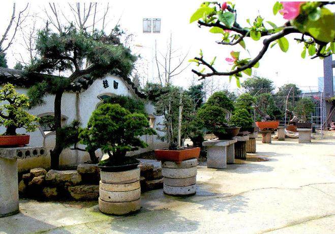 桂园 -- 武汉三星建工集团董事长刘桂球的私家盆景园