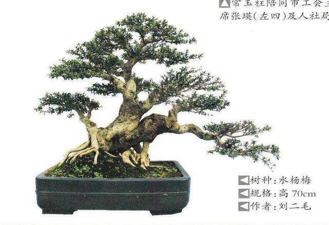 盆景制作大赛在驻马店技师学院成功举办