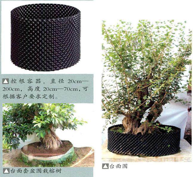 为什么盆景栽培方式要科学合理