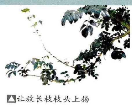 为什么盆景栽培方式要科学合理