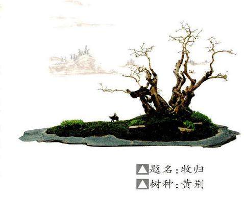 河南郑州市碧沙岗公园举办第二届盆景展