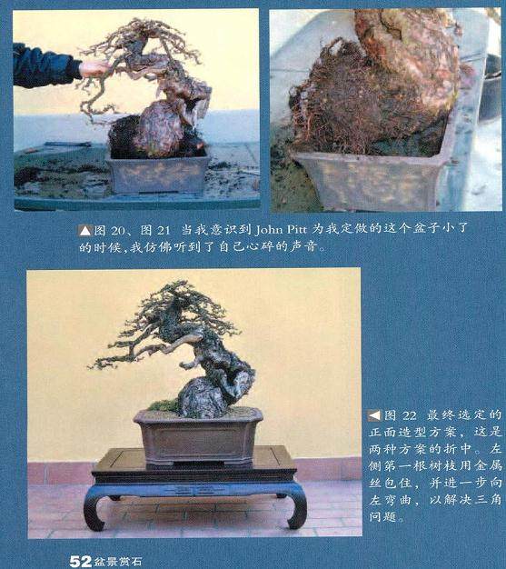 外国人制作落叶松盆景的过程