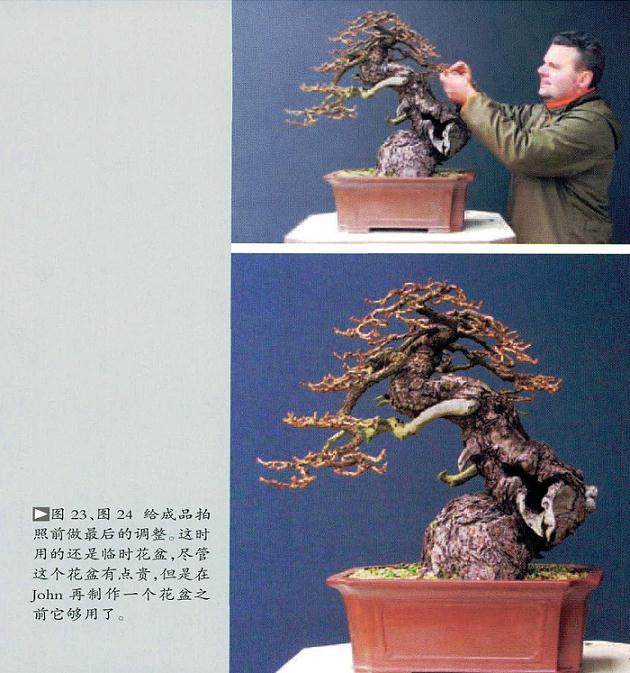 外国人制作落叶松盆景的过程
