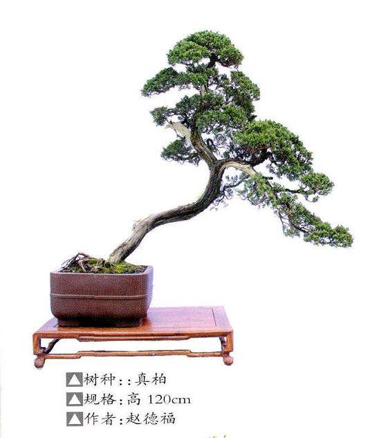 陕西省首届盆景赏石根艺展暨中日盆景展览