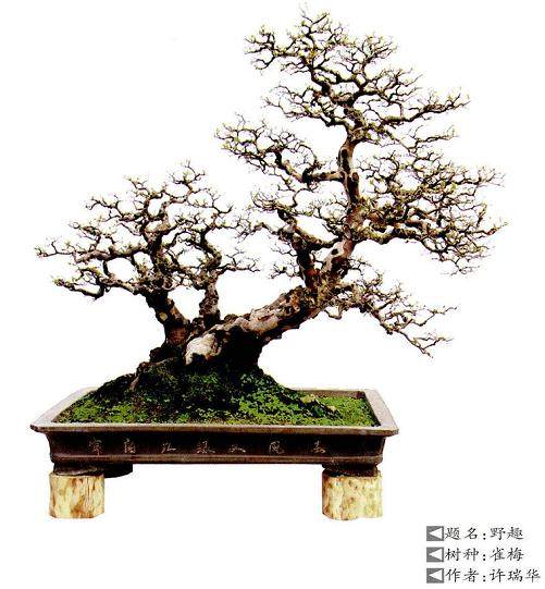 下面简单谈谈雀梅盆景的2点养护方法