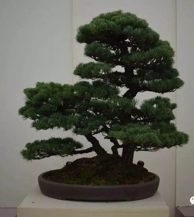 年近九旬的于岳恒老人爱上了盆景修剪