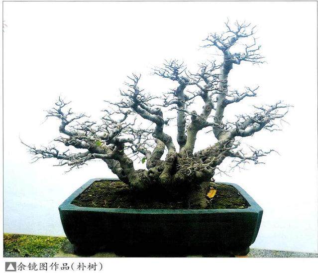 余镜图谈:林型盆景的制作方法