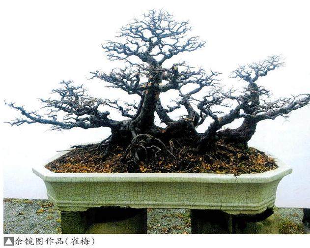 余镜图谈:林型盆景的制作方法