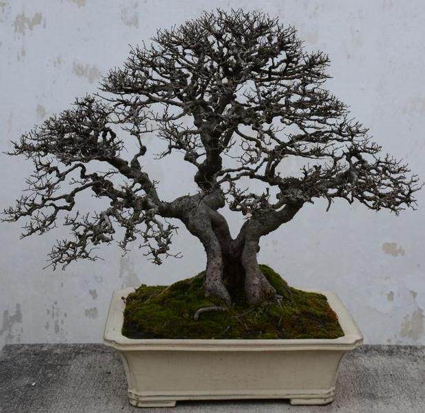 关于盆景作品著作权该如何划分?