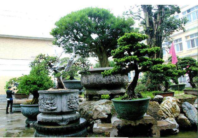 纪念厦门盆景花卉协会成立30周年