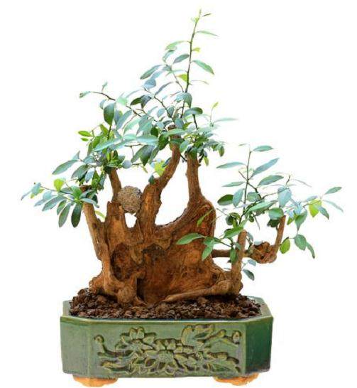 奇石盆景根雕添彩牡丹节