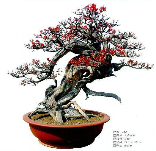 桩材怪异的石榴盆景