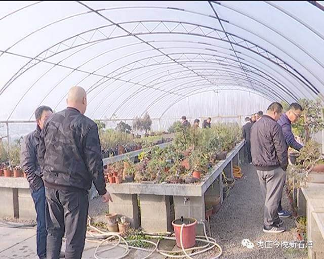 丝雕这一概念是由中国台湾盆景大师郑诚恭先生提出