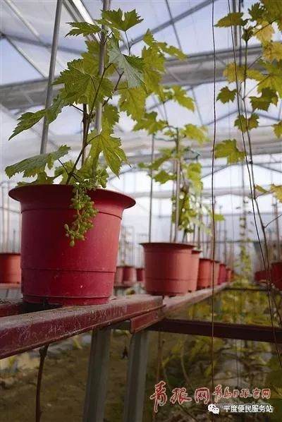 平度仁兆镇200盆刚成熟的盆景葡萄一次性订走