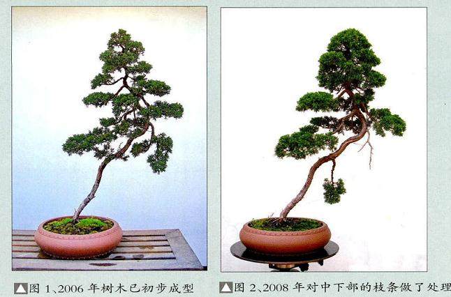 赵庆泉：真柏盆景的造型过程