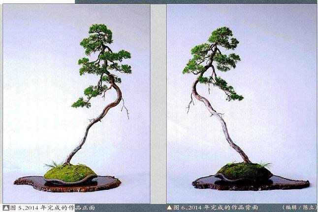 赵庆泉：真柏盆景的造型过程