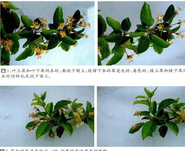 盆景造型怎么疏果的6个方法 图片