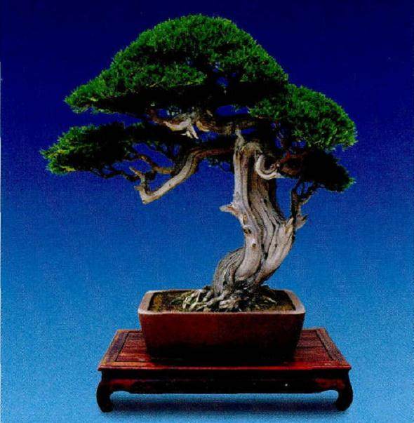 梁玉庆先生的侧柏盆景新作《依然》