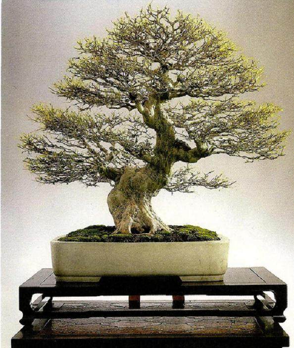 梁悦美：中国盆景界一位独特而又神秘的人物