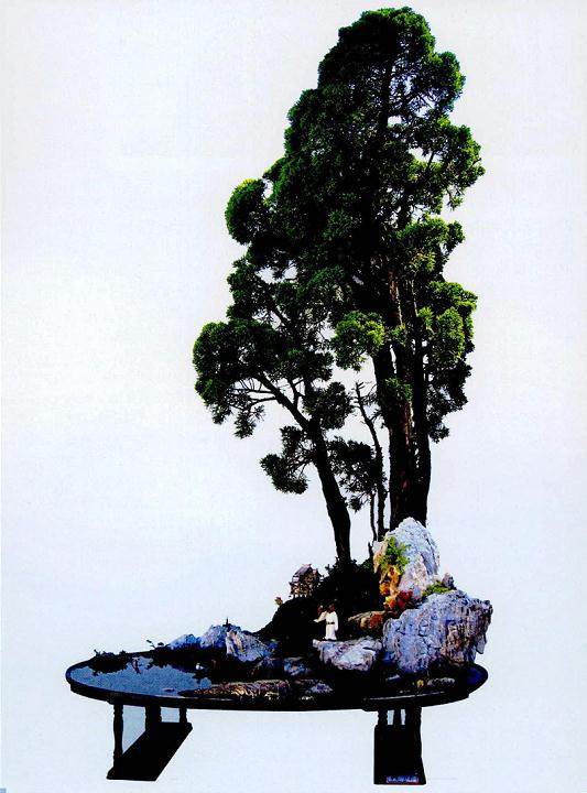 李新谈盆景艺术的鉴赏方法