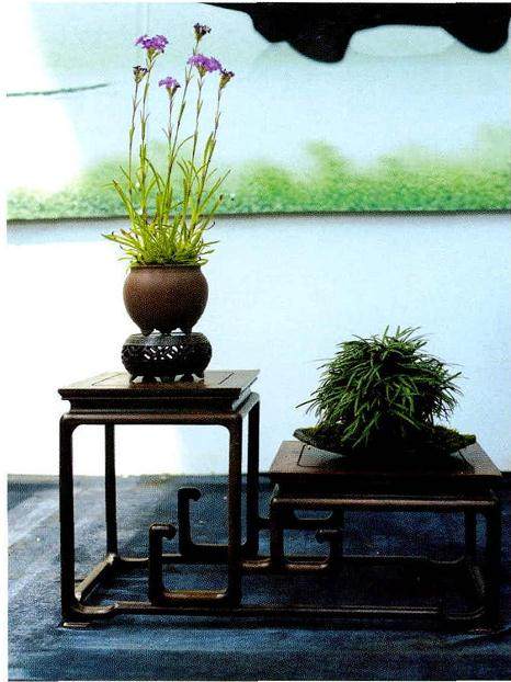 随着中国经济发展 山野草在盆景展中所受的关注愈加明显