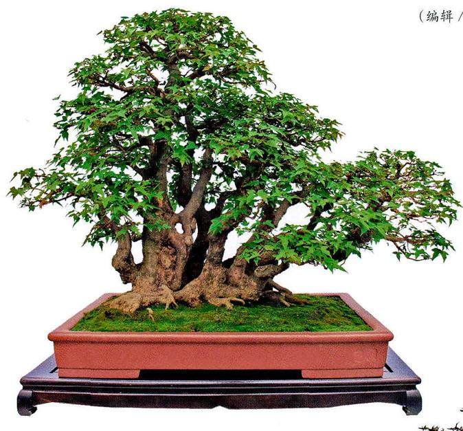 如何用盆围来提高盆景的成活率？