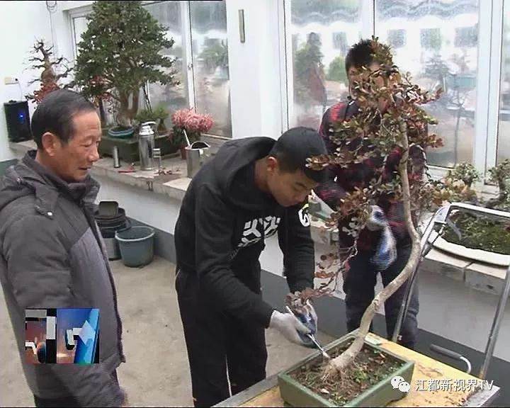 江都龙川盆景艺苑双喜临门 获省市创意休闲农业设计大赛奖