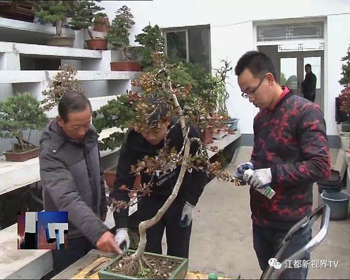 江都龙川盆景艺苑双喜临门 获省市创意休闲农业设计大赛奖