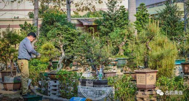 黄连盆景协会将举办首届盆景展!