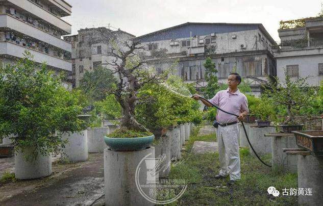 黄连盆景协会将举办首届盆景展!