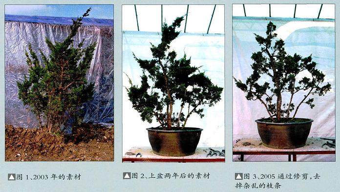 赵庆泉将多干文人树盆景的个性都发挥得淋漓尽致