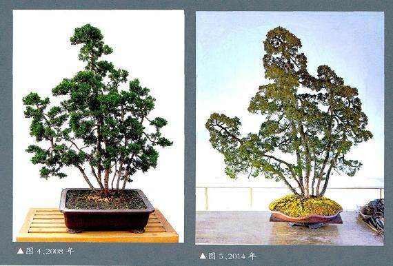 赵庆泉将多干文人树盆景的个性都发挥得淋漓尽致