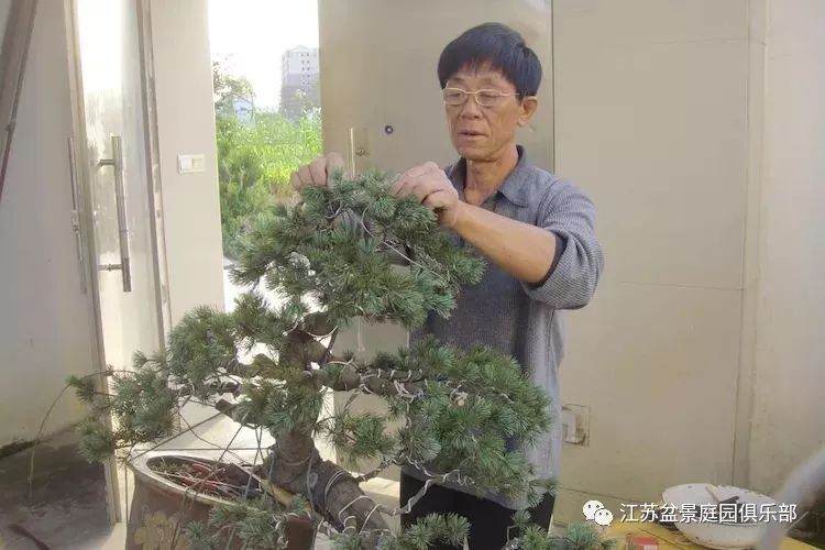 通如盆景大师--秦德然