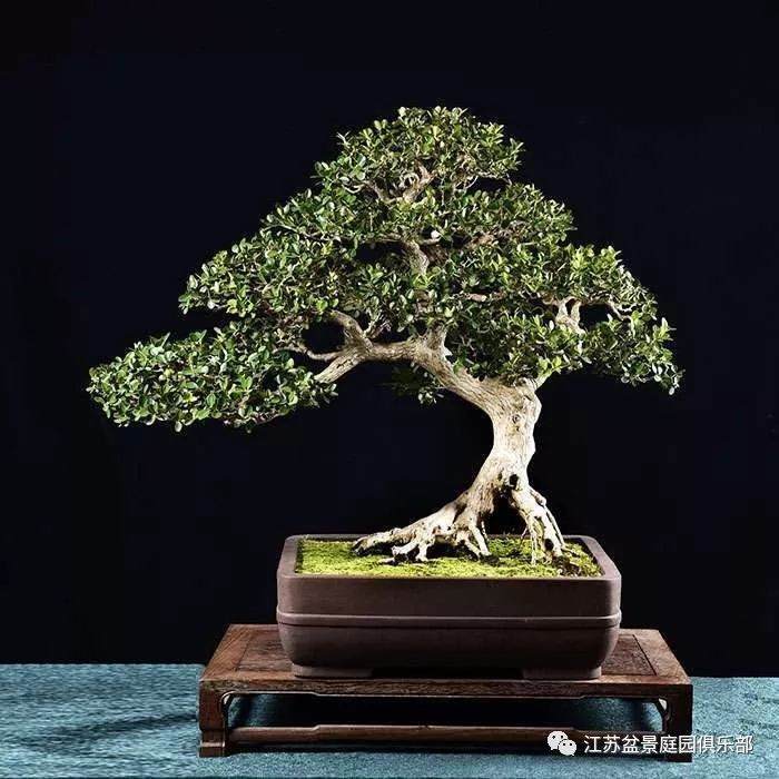 通如盆景大师秦德然