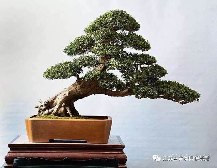 通如盆景大师秦德然