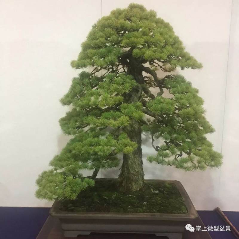 日本松柏盆景怎么摘心 疏芽 摘叶修剪