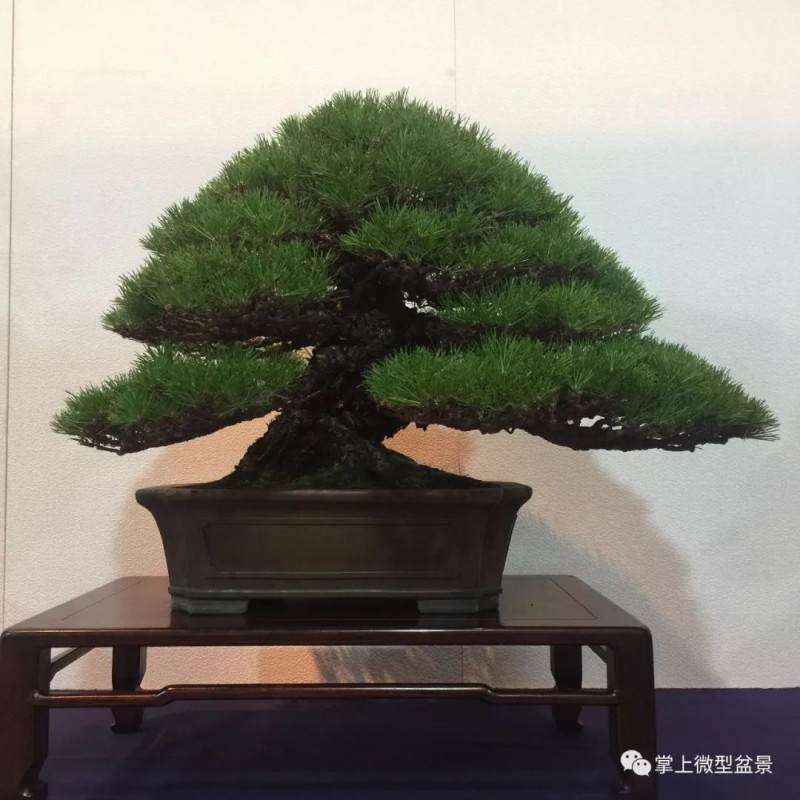 日本松柏盆景怎么摘心 疏芽 摘叶修剪