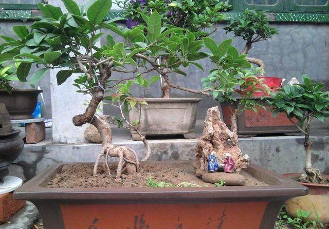 2015年 中国盆景制作比赛暨第二届盆景沭阳邀请展