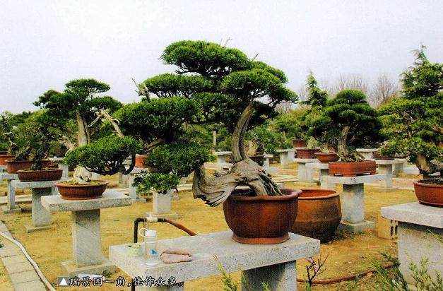 陈健在泰安市花样年华景区内创建的私家盆景园