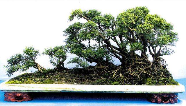 武汉青山公园举办汉派盆景邀请展