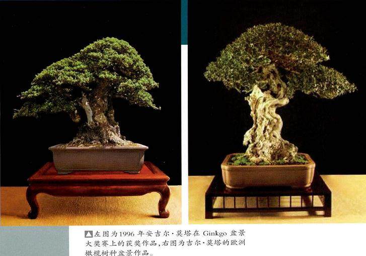 采访地中海盆景艺术家安吉尔 莫塔